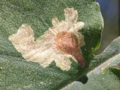 (Narrow Bucculatrix Moth) trumpet mine on Drummond's Aster