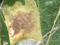 Solitary Oak Leafminer Moth upperside mine on Bur Oak