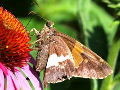 (Silver-spotted Skipper) underside