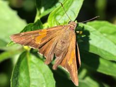 (Silver-spotted Skipper) upperside