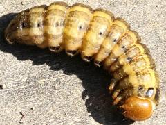 (Bronzed Cutworm) lateral