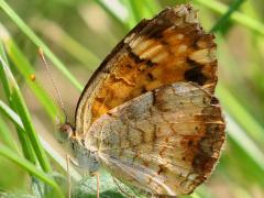 (Pearl Crescent) male underside