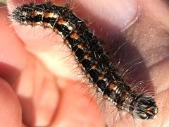 (Henry's Marsh Moth) caterpillar head