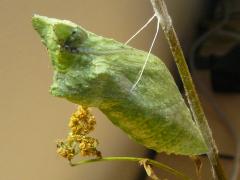 (Black Swallowtail) pupa on Common Cowparsnip