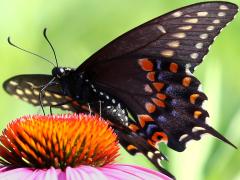 (Black Swallowtail) female underside