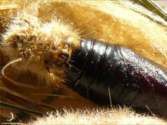 (Virginian Tiger Moth) cocoon