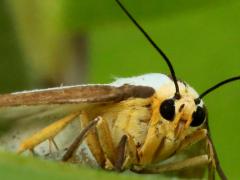 (Reversed Haploa Moth) head