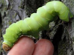 (Polyphemus Moth) caterpillar finger