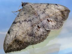 (Velvetbean Caterpillar Moth) window