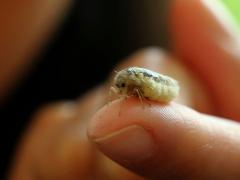 (White-marked Tussock Moth) female Jessica