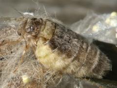 (White-marked Tussock Moth) female dorsal