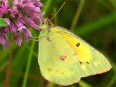 (Orange Sulfur) on Red Clover