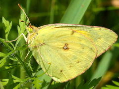 Orange Sulfur female on Common Ragweed