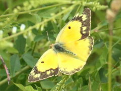 (Orange Sulfur) female flying