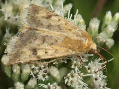 (Corn Earworm Moth) lateral