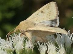 (Corn Earworm Moth) lateral