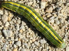 (Goldenrod Hooded Owlet) caterpillar