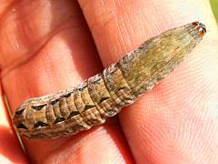 (Large Yellow Underwing) caterpillar