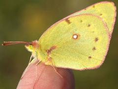 (Orange Sulfur) female finger