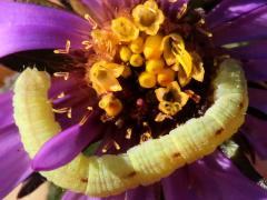 (Geometer Moth) caterpillar on New England Aster