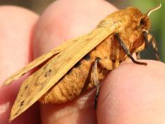 (Isabella Tiger Moth) male lateral