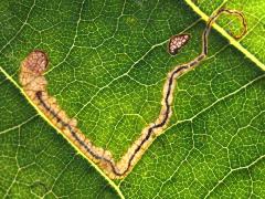 (Stigmella Leafminer Moth) backlit mine