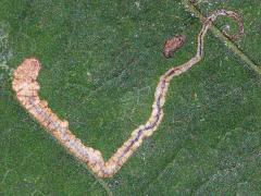 (Stigmella Leafminer Moth) mine