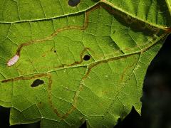 (Grape Leafminer Moth) backlit mine on Riverbank Grape