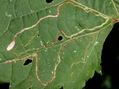 (Grape Leafminer Moth) mine on Riverbank Grape