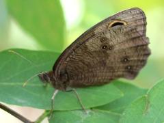 (Common Wood-Nymph) female