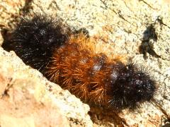 (Isabella Tiger Moth) caterpillar