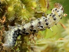 (Carrot Seed Moth) on Queen Anne's Lace