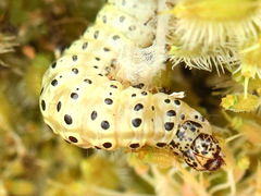 (Carrot Seed Moth) caterpillar head