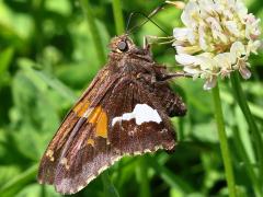 (Silver-spotted Skipper) underside