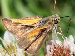 (Tawny Edged Skipper) male underside