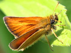 (European Skipper) male underside