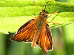 (European Skipper) male upperside