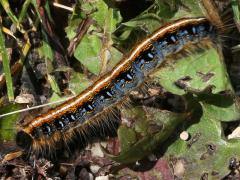 (Eastern Tent Caterpillar) caterpillar