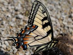 (Tiger Swallowtail) male puddling on poop