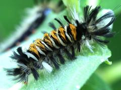 Milkweed Tussock Moth on Common Milkweed