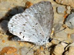 (Summer Azure) puddling