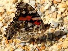 (Painted Lady) puddling underside