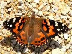 (Painted Lady) puddling upperside