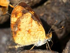 (Pearl Crescent) male puddling underside