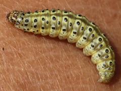 (Carrot Seed Moth) caterpillar