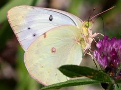 (Orange Sulfur) female on Red Clover