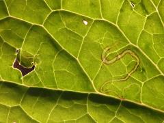 (Indian Plantain Leafminer Moth) backlit mine on Pale Indian Plantain