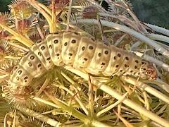 (Carrot Seed Moth) on Queen Anne's Lace