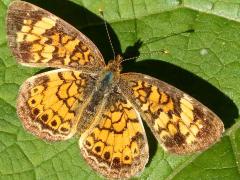 (Pearl Crescent) female