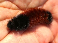 (Isabella Tiger Moth) caterpillar hand